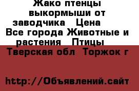 Жако птенцы выкормыши от заводчика › Цена ­ 1 - Все города Животные и растения » Птицы   . Тверская обл.,Торжок г.